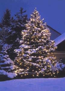Weihnachtsbaum